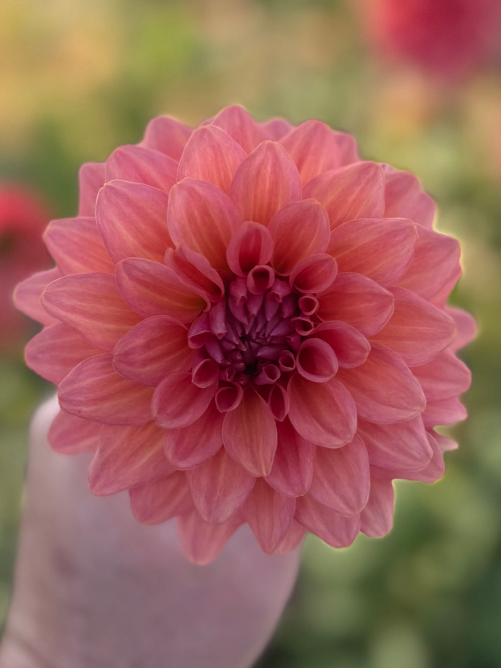 Coral Mystery Dahlia - POT TUBER