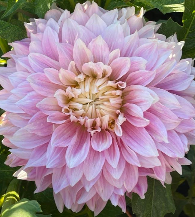 Hapet Paper Moon Dahlia - Rooted Cutting