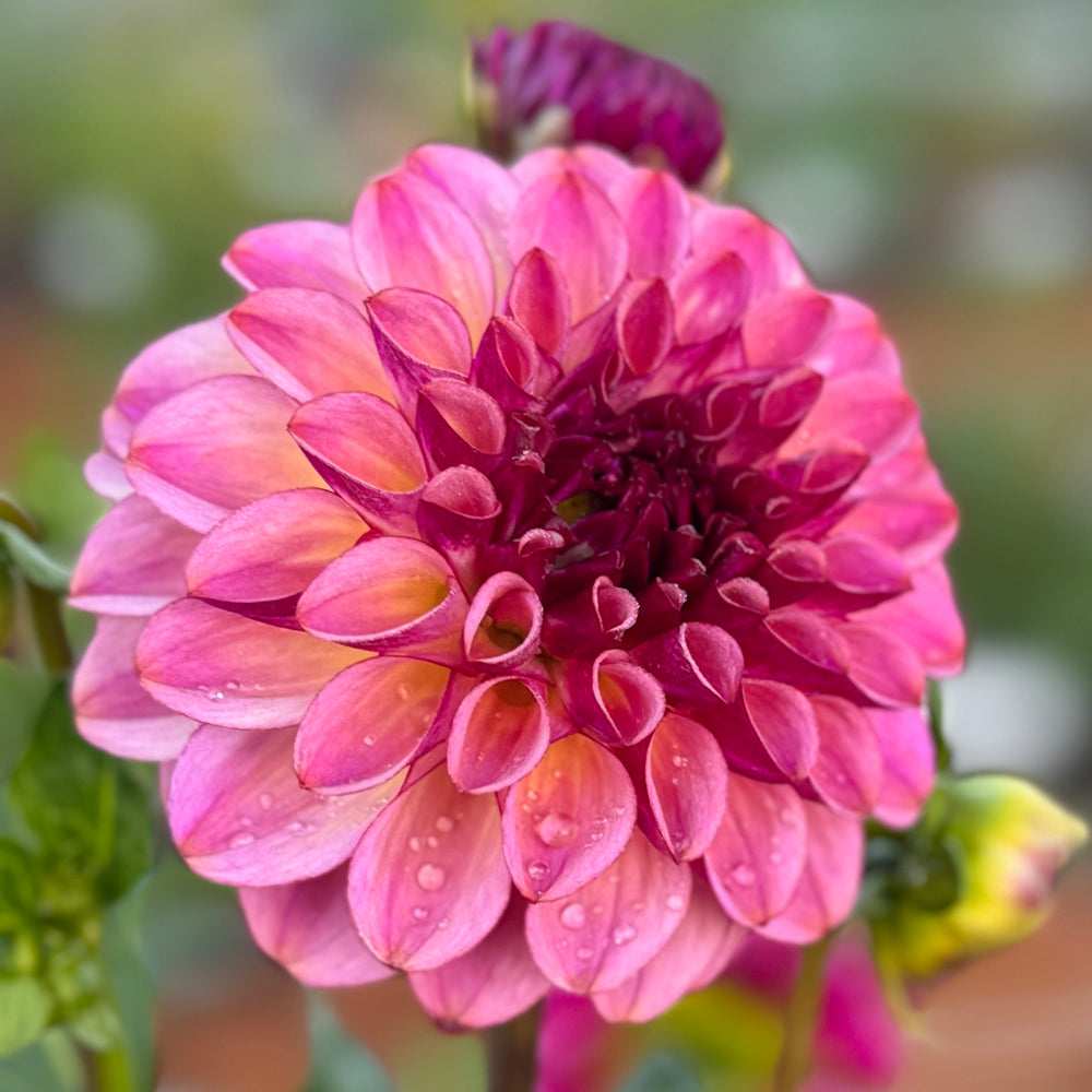 Ferncliff Thunder Dahlia - Rooted Cutting