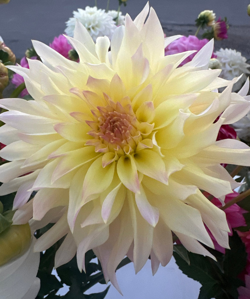 Lakeview Blush Dahlia - Rooted Cutting