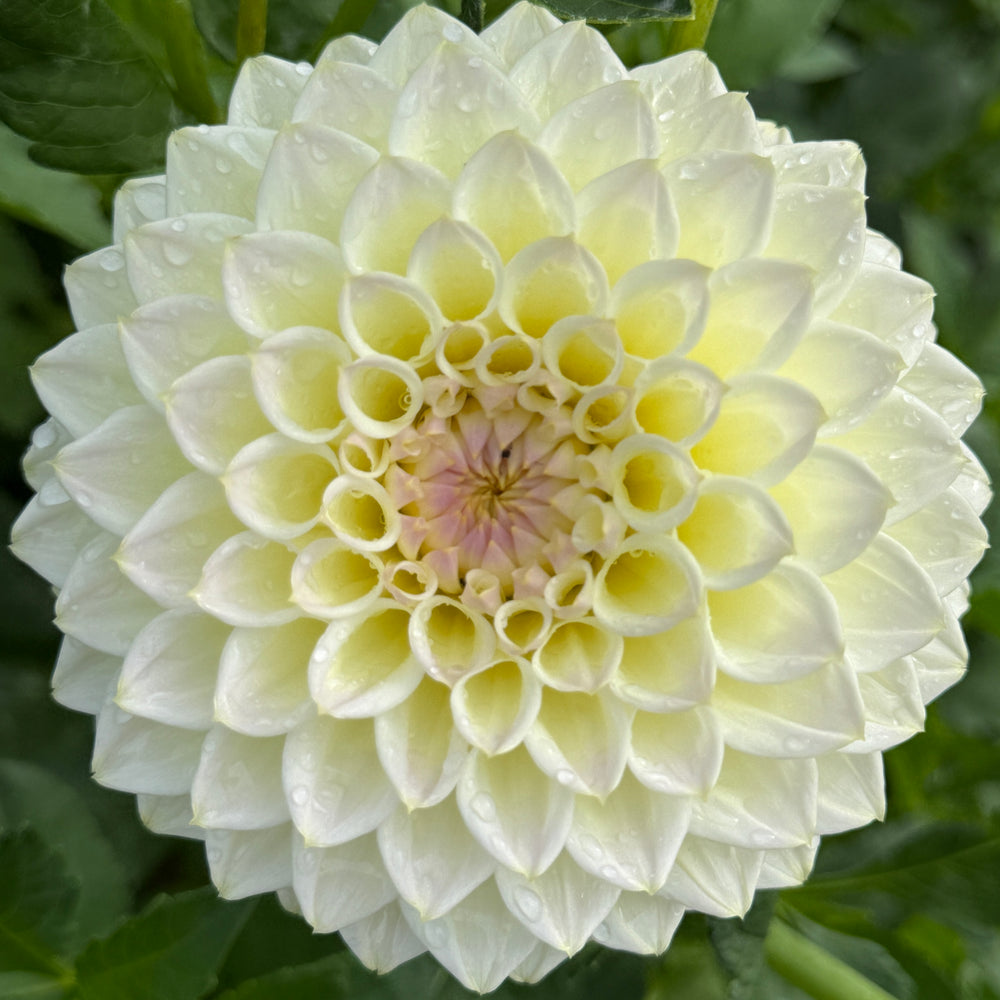 Cream Diane - Mini Clump