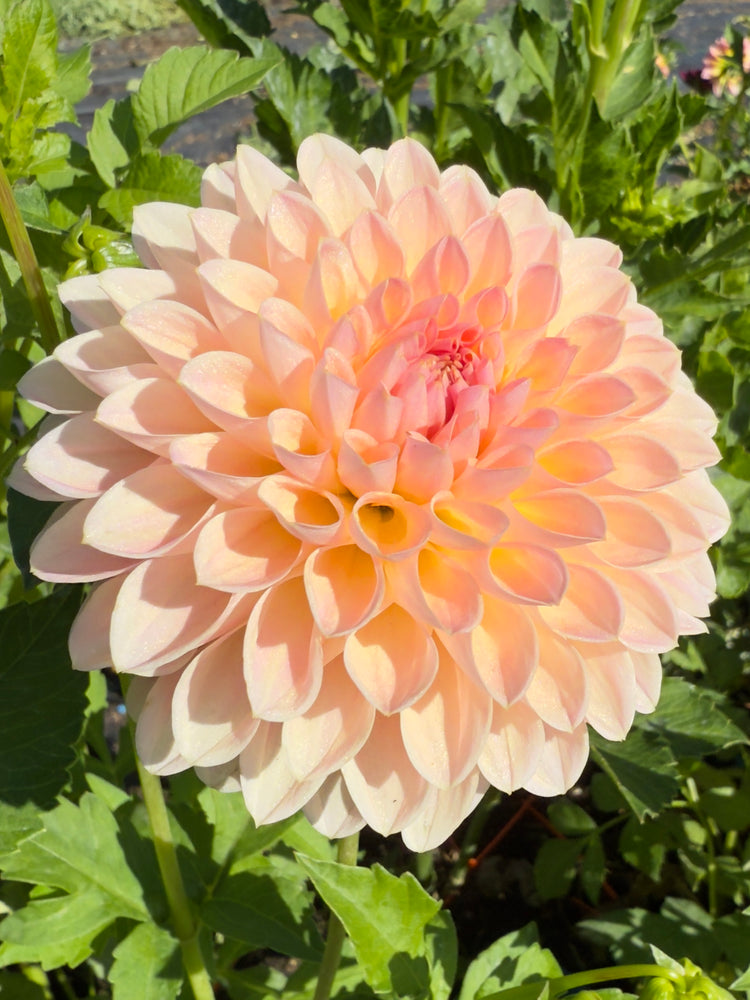 
                  
                    Barbarry Dominion Dahlia - Mini Clump
                  
                