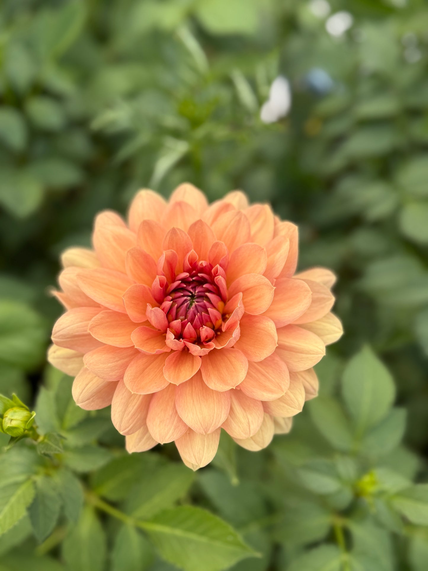 
                  
                    Chateau de la Bourdaisiere Dahlia - Mini Clump
                  
                