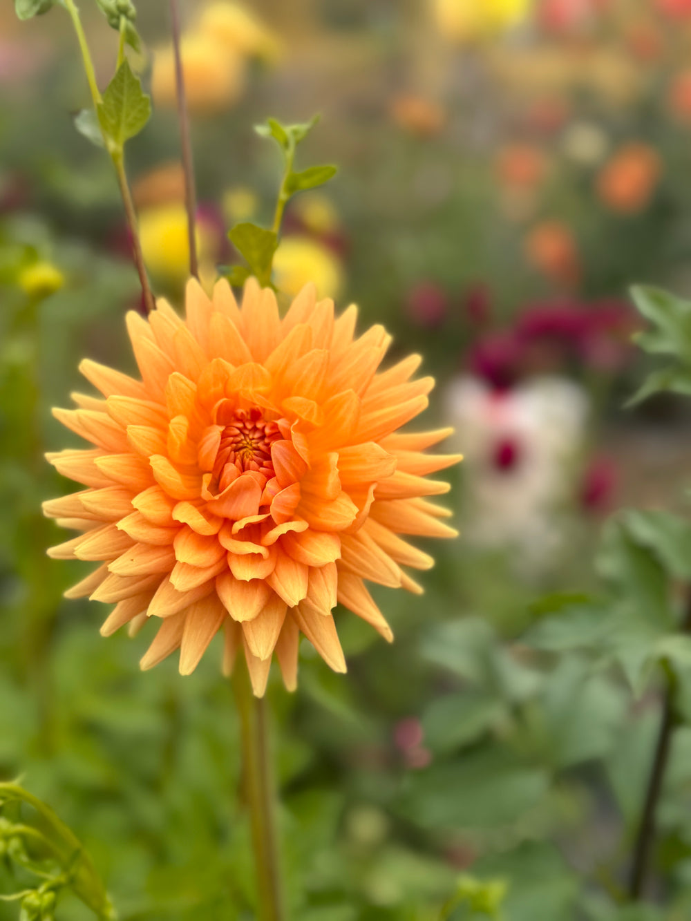 Hollyhill Jitterbug Dahlia - POT TUBER
