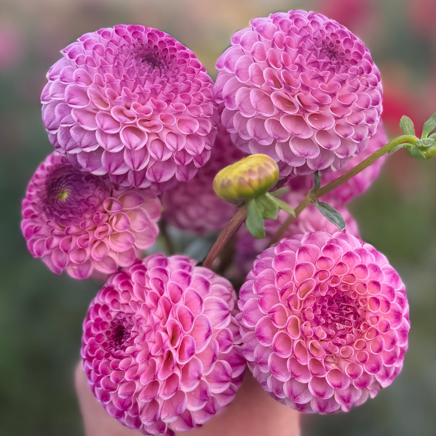 
                  
                    Crazy Cleere's  - Rooted Cutting
                  
                