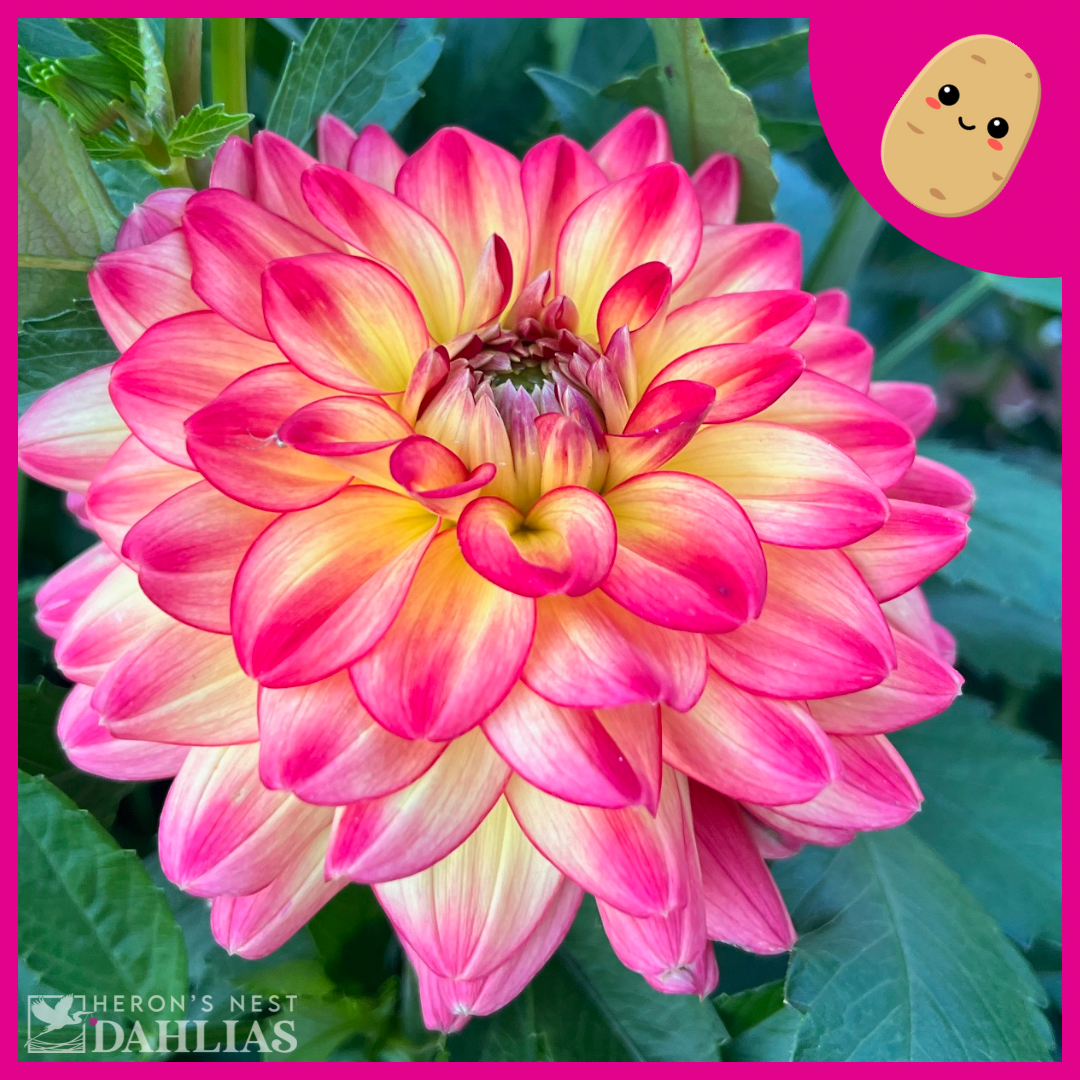 
                  
                    Half Pint - POT TUBER
                  
                