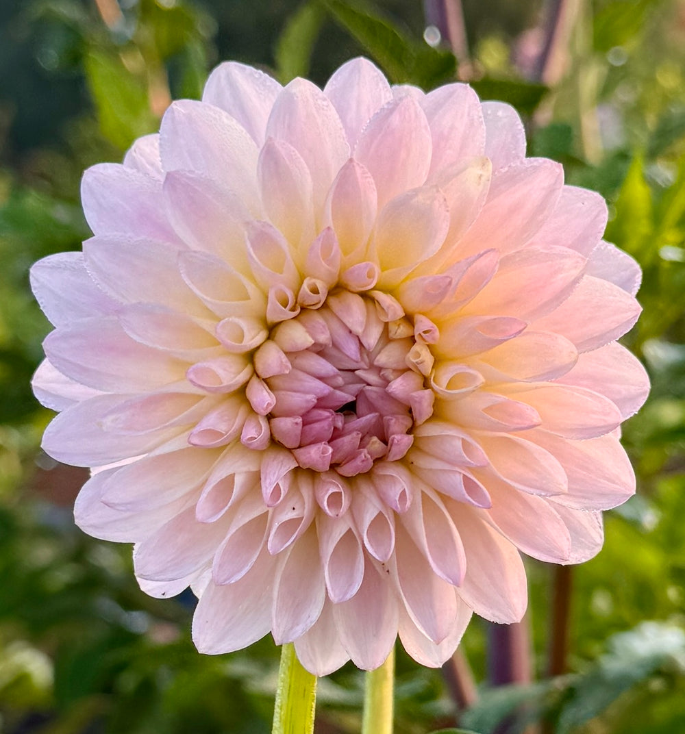 Tahoma Stellar Feller Dahlia - POT TUBER