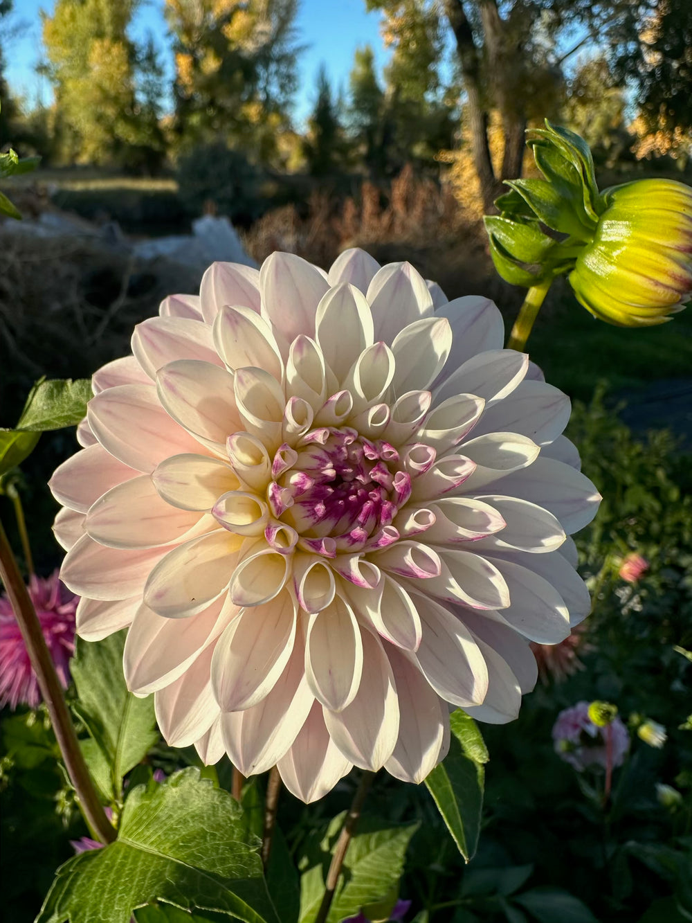 Wyoming Frost Dahlia - Mini Clump