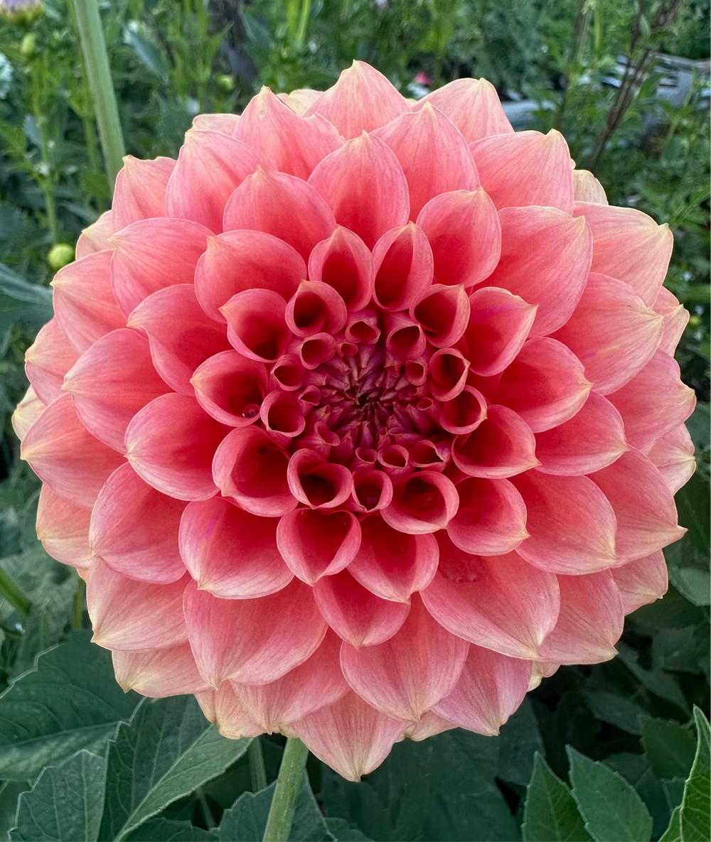 RM Pink Sugar Dahlia - Rooted Cutting