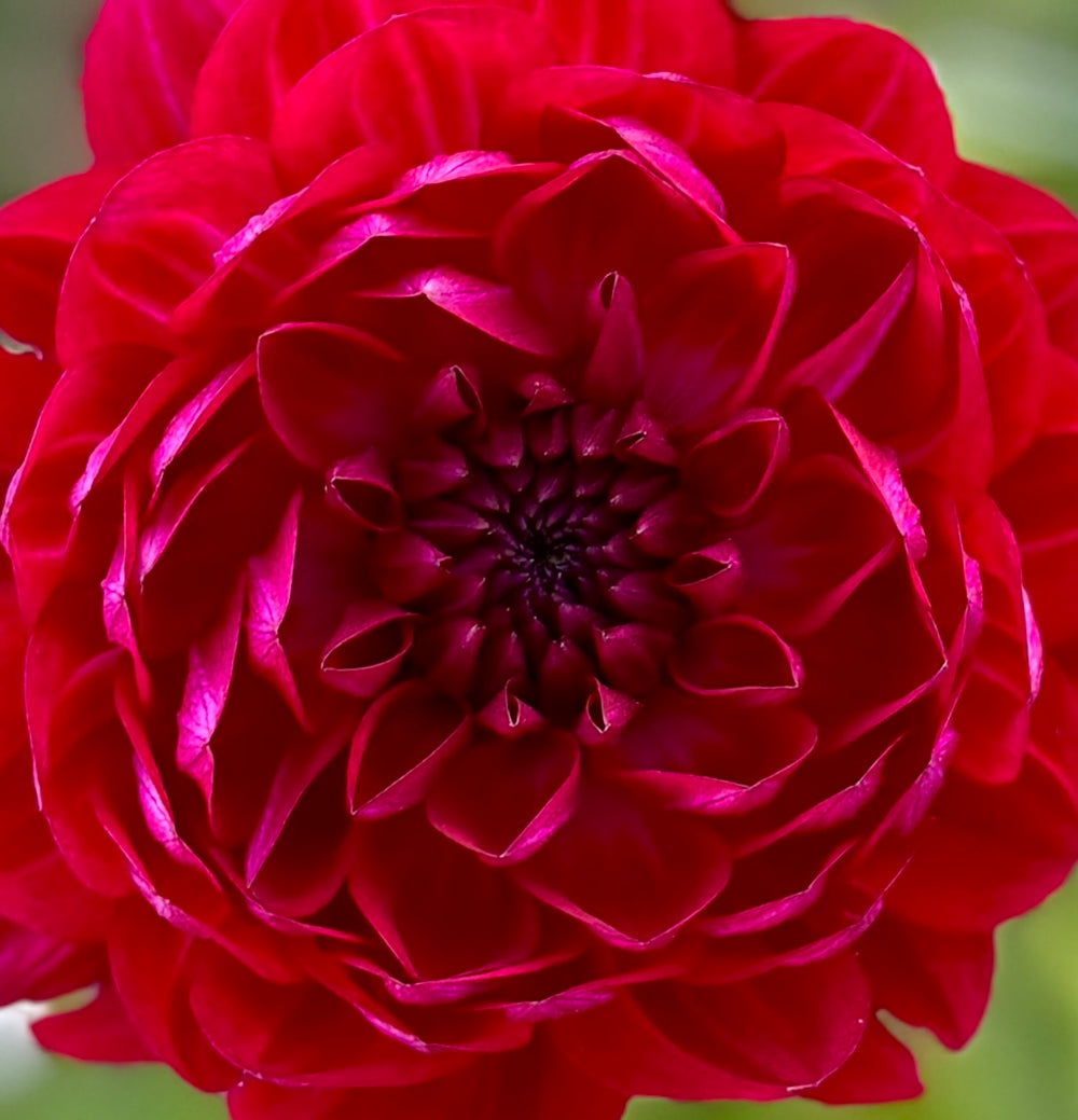 Sandia Bertha Dahlia - Rooted Cutting