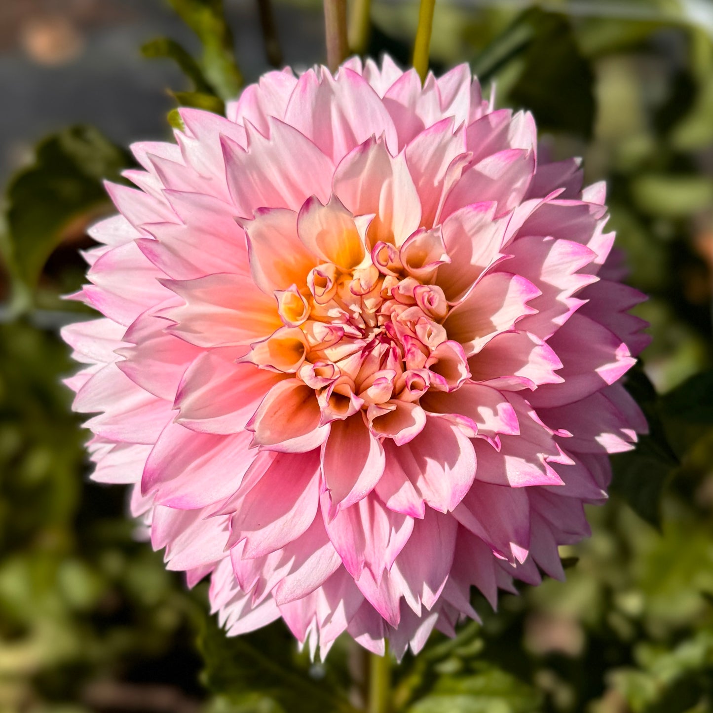 
                  
                    Hollyhill Pinkie - Tuber
                  
                