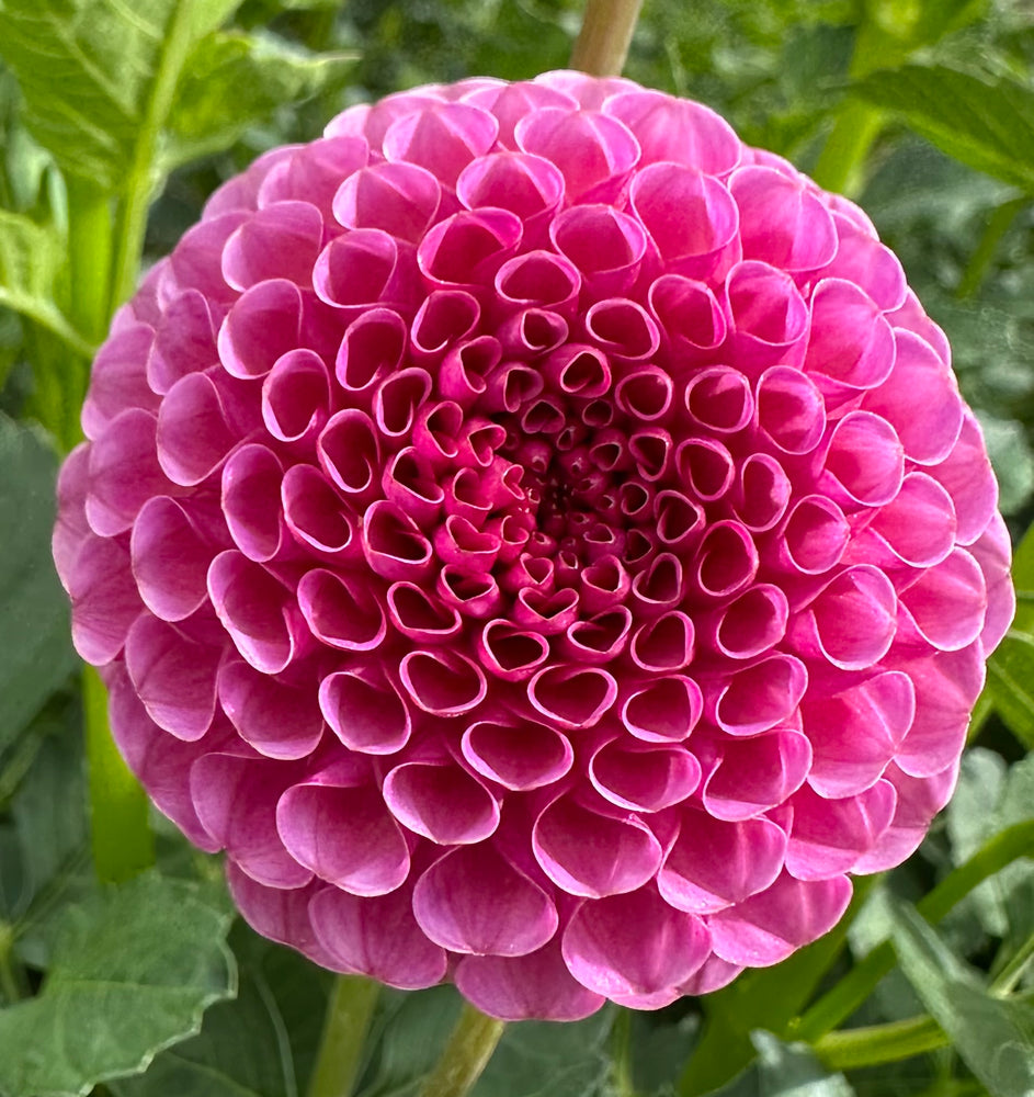 
                  
                    KOKO PUFF - POT TUBER
                  
                