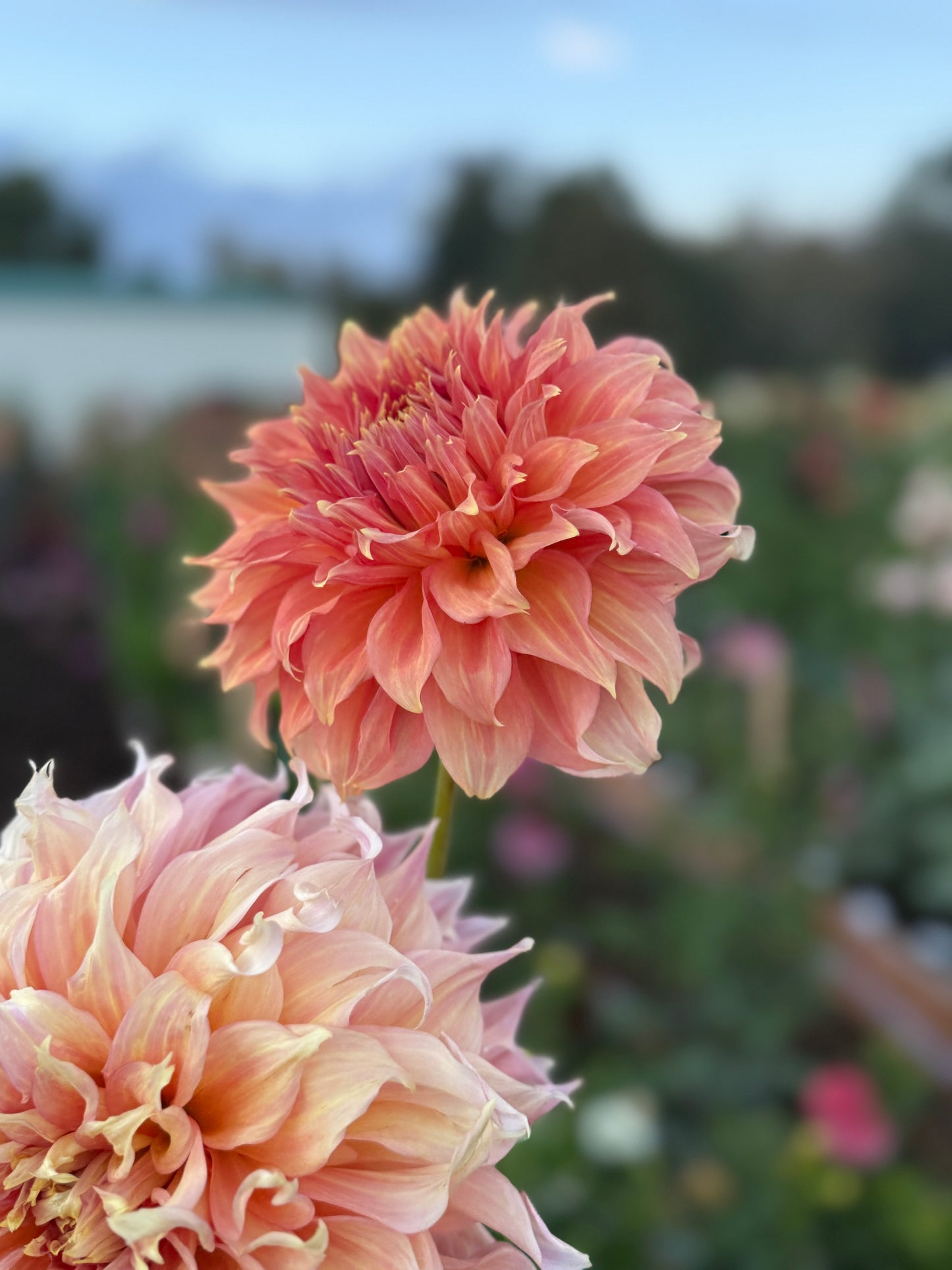 
                  
                    Summer Rain Dahlia - Rooted Cutting
                  
                