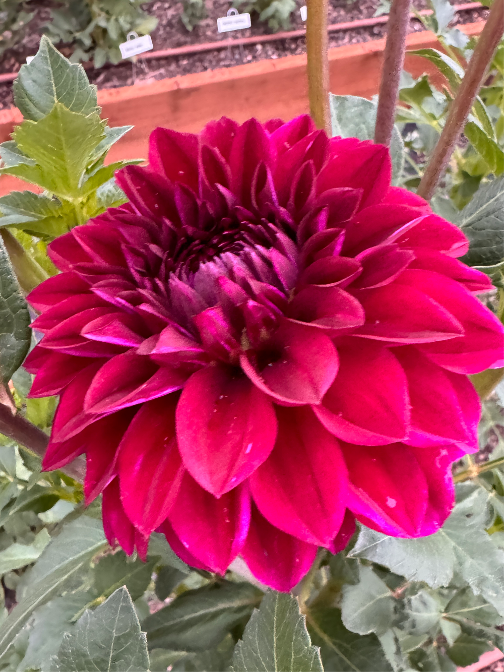 Bloomquist Awesome Dahlia - Rooted Cutting