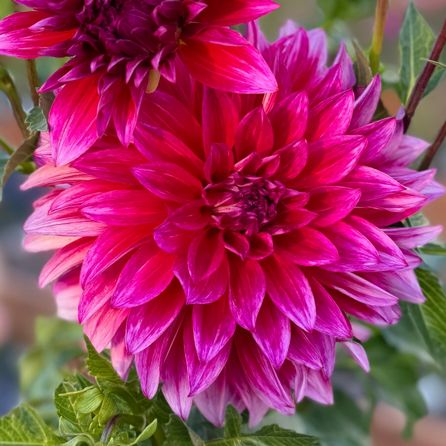 
                  
                    Raspberry Punch - Tuber
                  
                