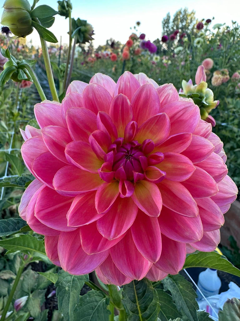 Carolyn Wagner Dahlia - POT TUBER