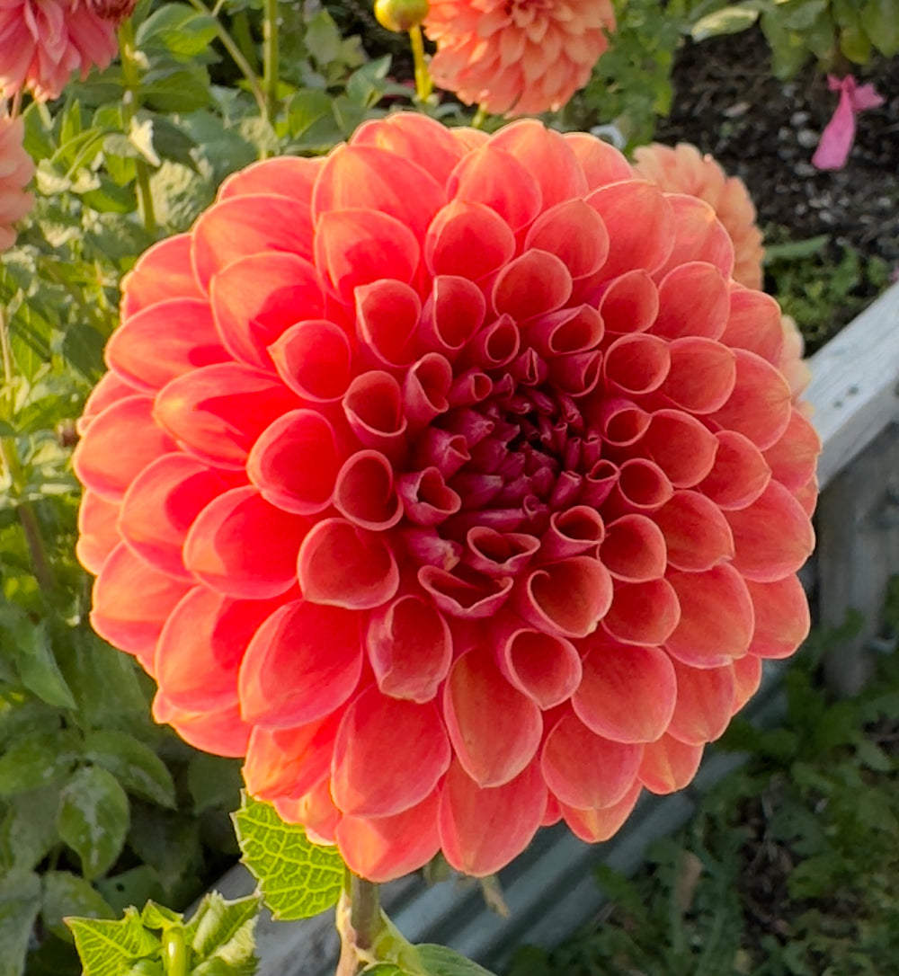 Valley Rust Bucket Dahlia - Rooted Cutting