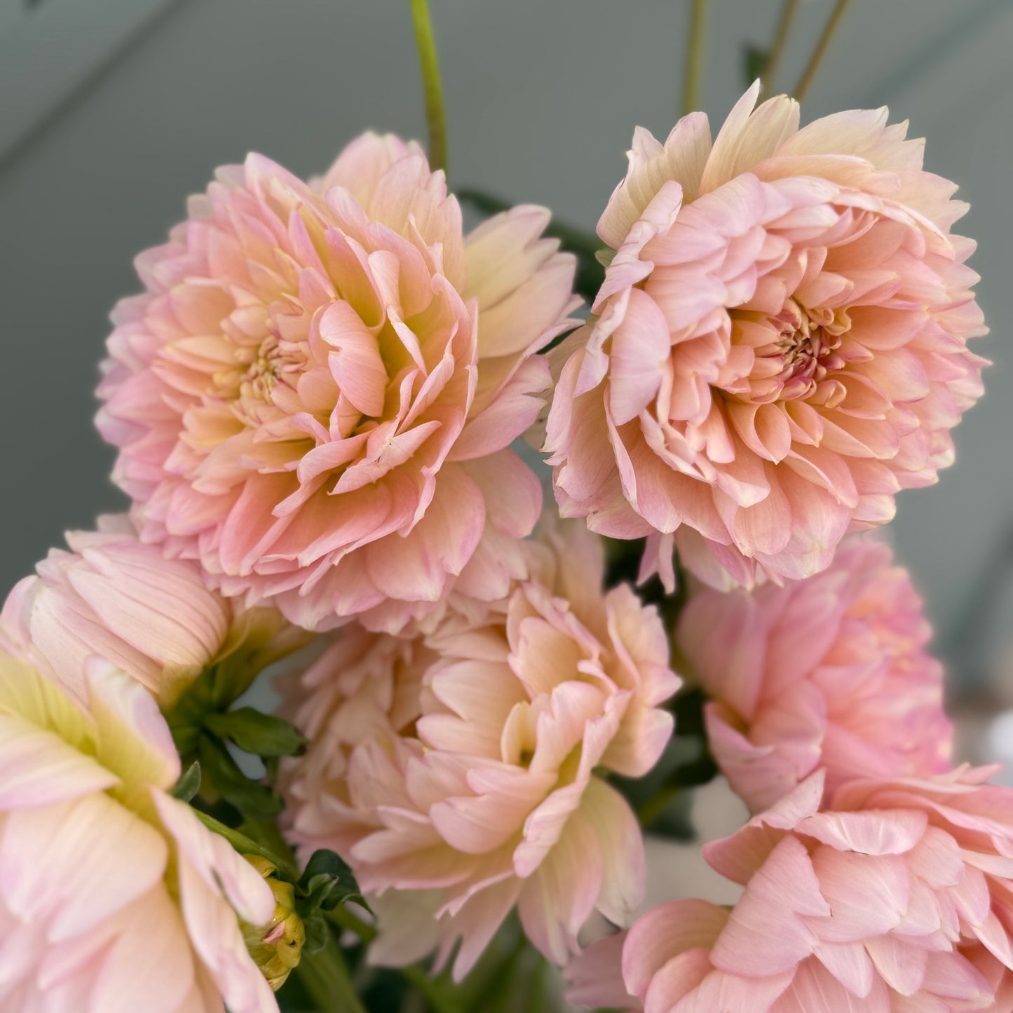 
                  
                    Rosemary Webb - Tuber
                  
                