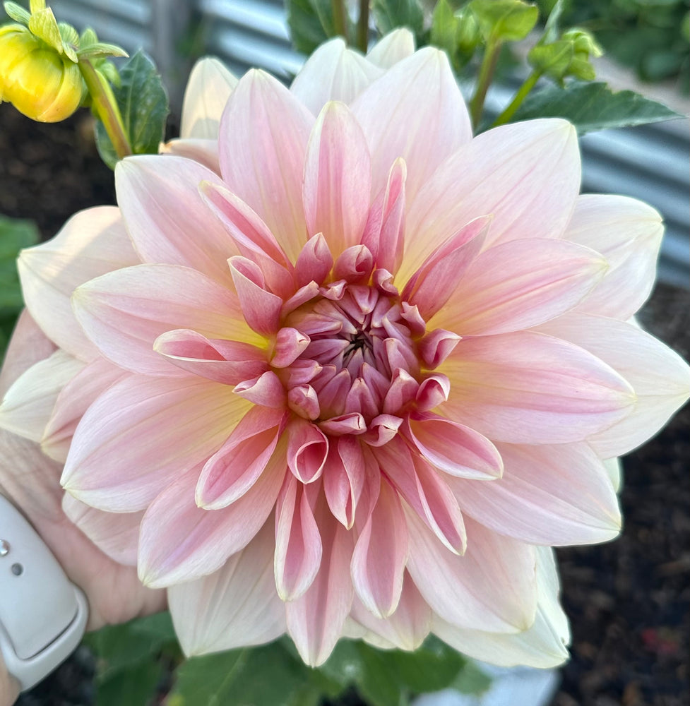 
                  
                    Fairway Pilot Dahlia - Rooted Cutting
                  
                