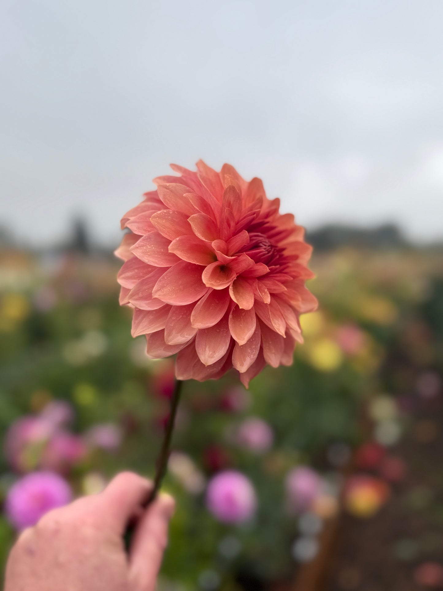 
                  
                    Cara Elizabeth - Rooted Cutting
                  
                