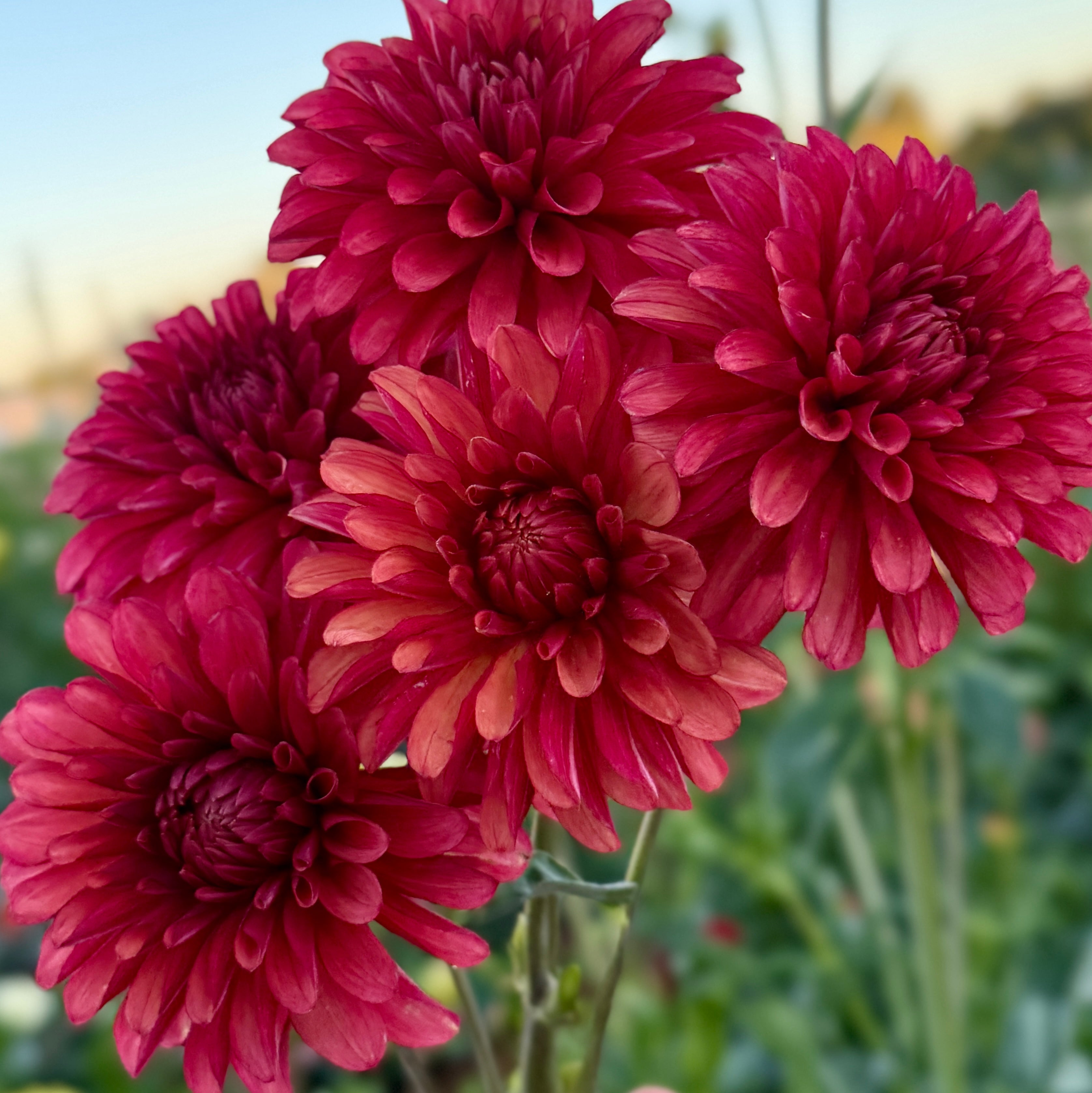RNX Reiley - Rooted Cutting – Heron's Nest Dahlias