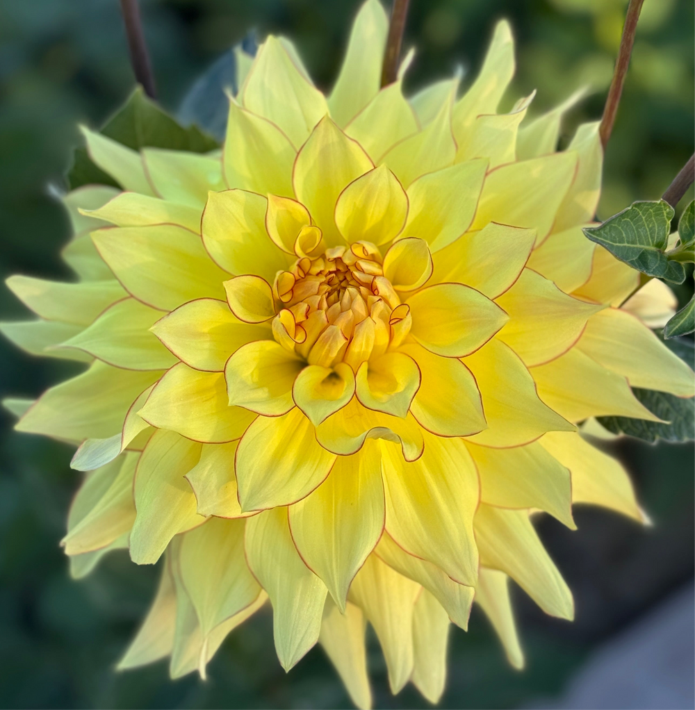 Hart's Bonnie Dahlia - Rooted Cutting