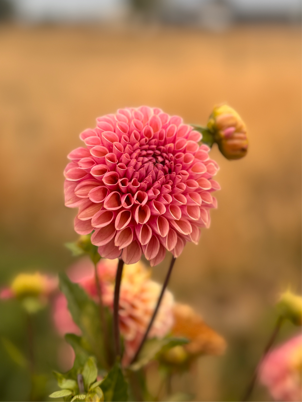 Bracken Rose Dahlia - POT TUBER