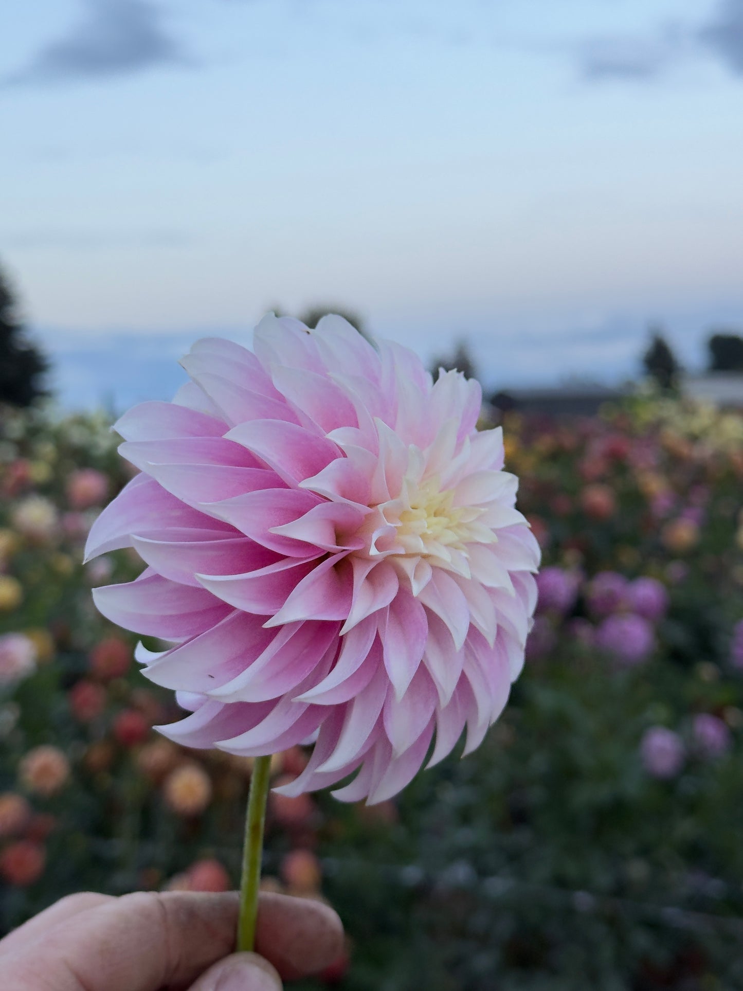 S Df Verrone's DF Dahlia - Mini Clump – Heron's Nest Dahlias