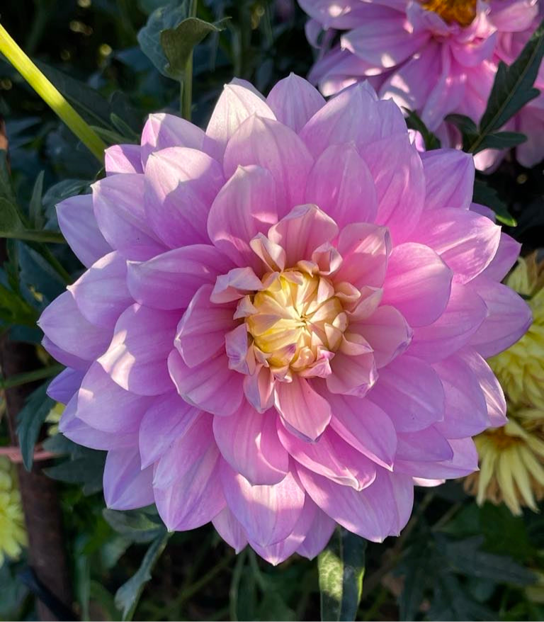 Hollyhill Leda Dahlia - Rooted Cutting