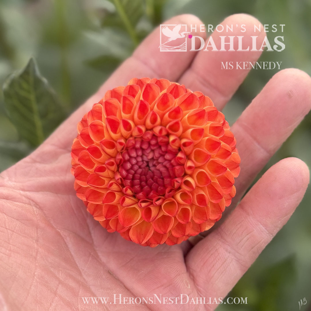 Ms Kennedy - Tuber – Heron's Nest Dahlias