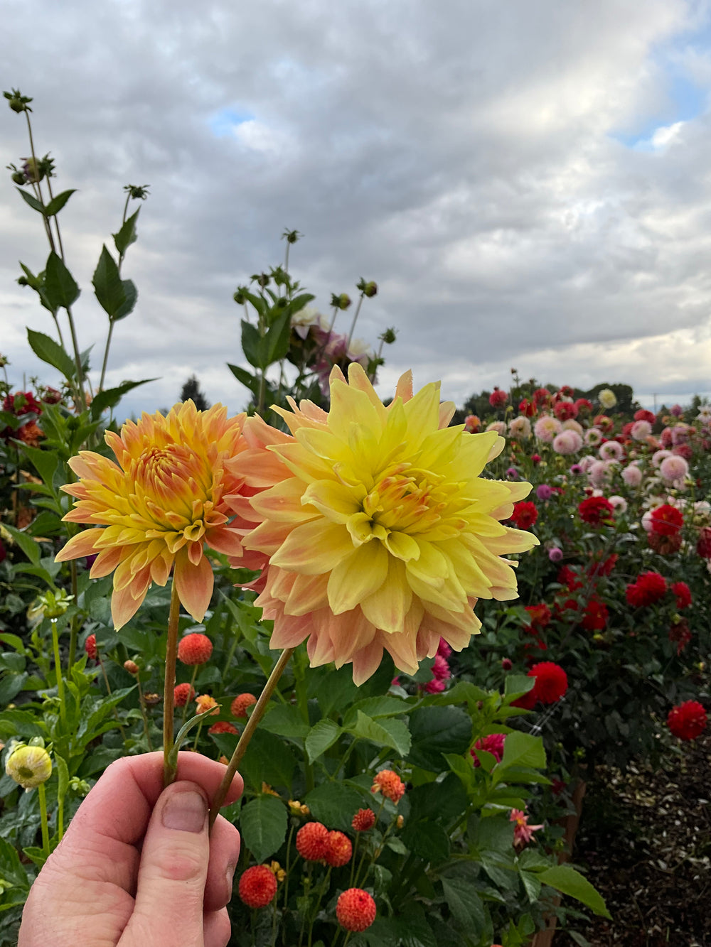 Hapet Coral Charm Dahlia - Mini Clump