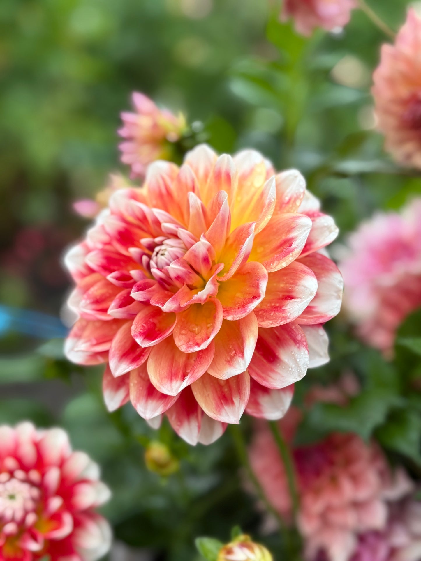 
                  
                    Hapet Celebration - Rooted Cutting
                  
                