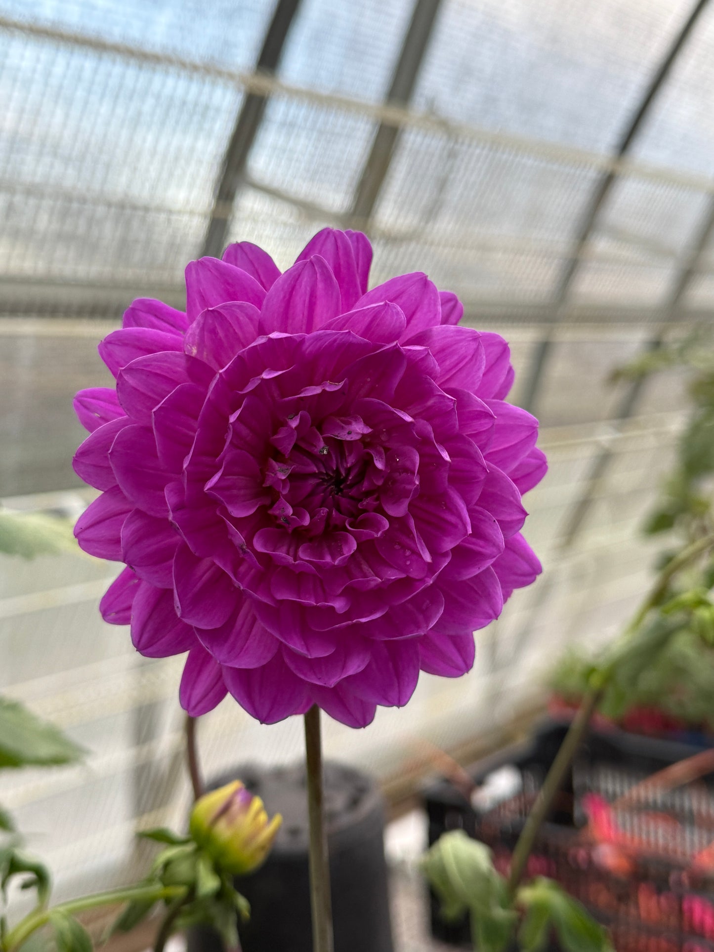 
                  
                    GH Lammerse - Rooted Cutting
                  
                