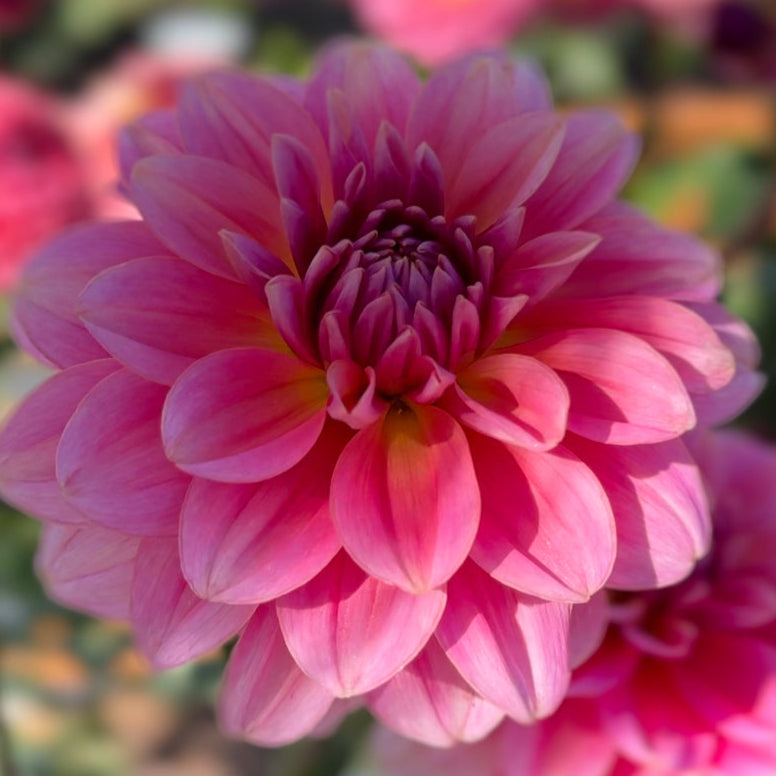 Bracken Aquarius Dahlia - Rooted Cutting