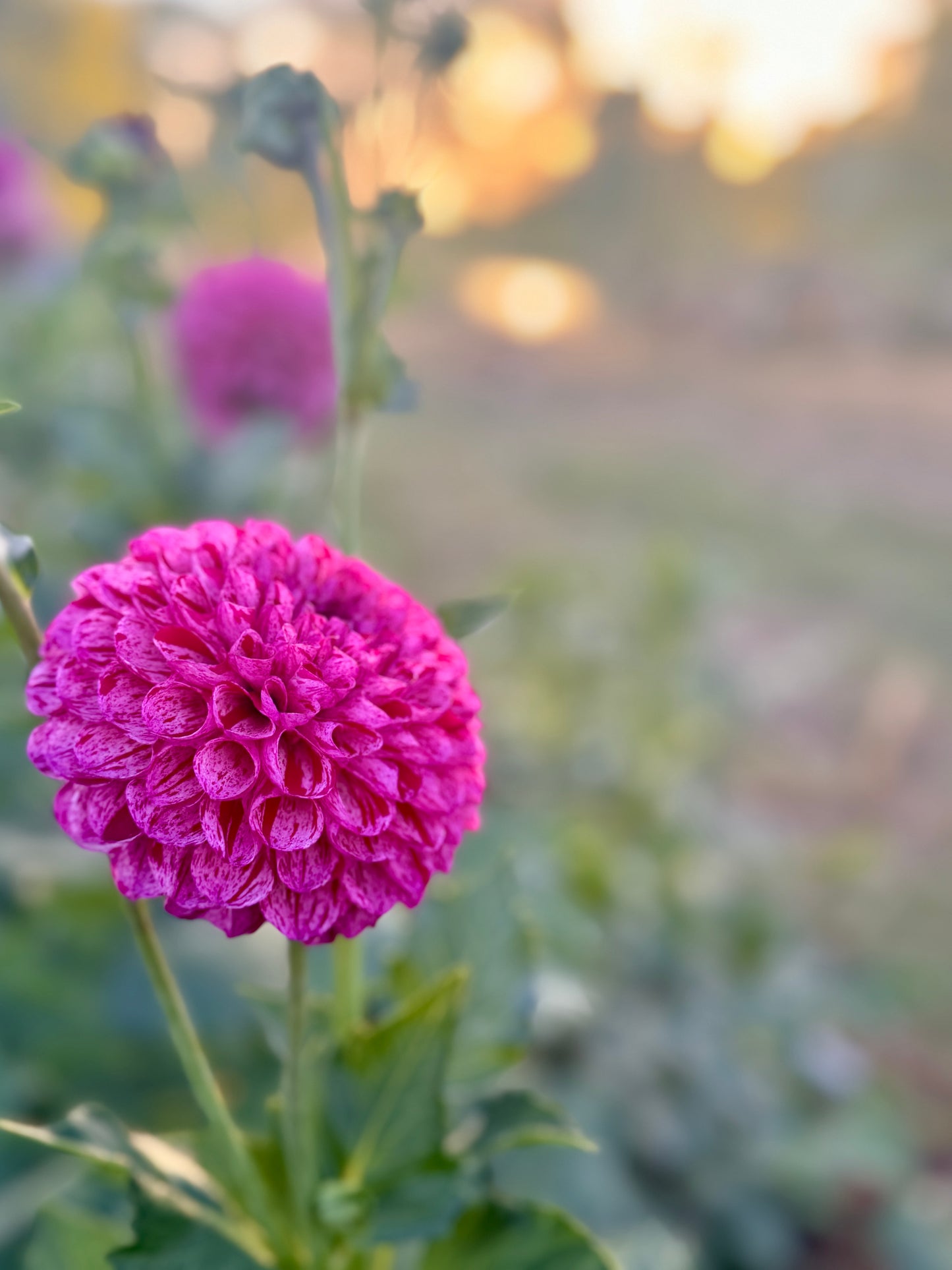 
                  
                    AC White Rabbit Dahlia - Rooted Cutting
                  
                