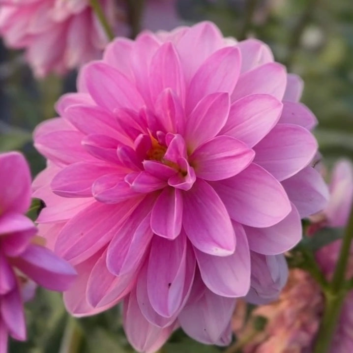 
                  
                    Carmen Bunky Dahlia - Rooted Cutting
                  
                