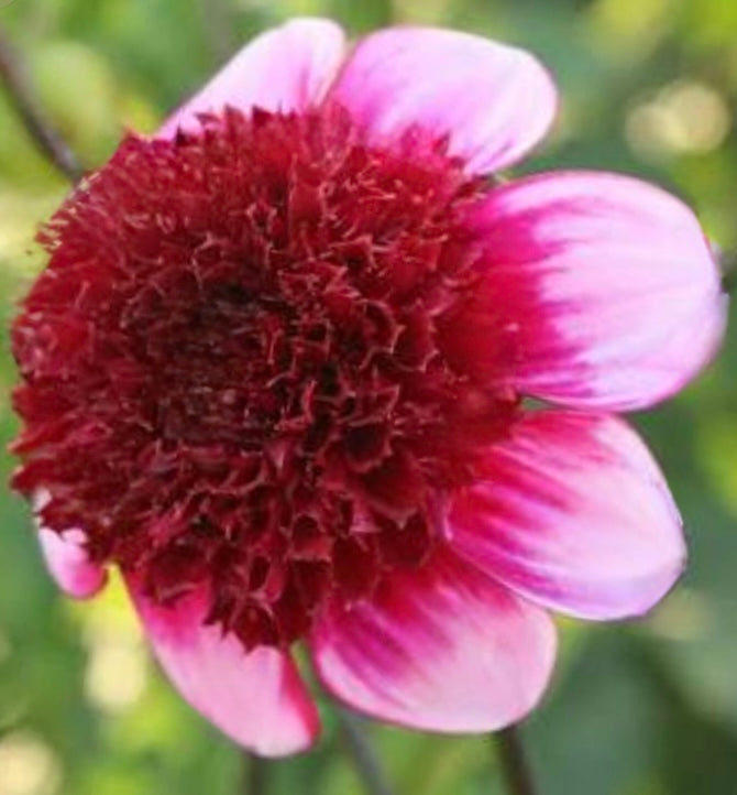 GG's Ruby Tuesday Dahlia - POT TUBER