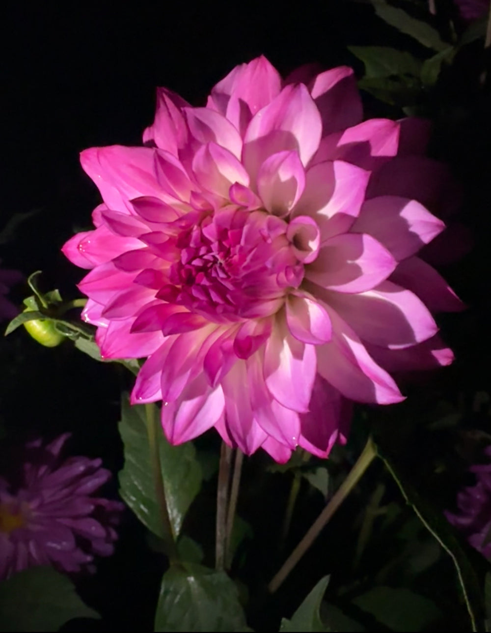Sungate's Stryker Dahlia - Mini Clump
