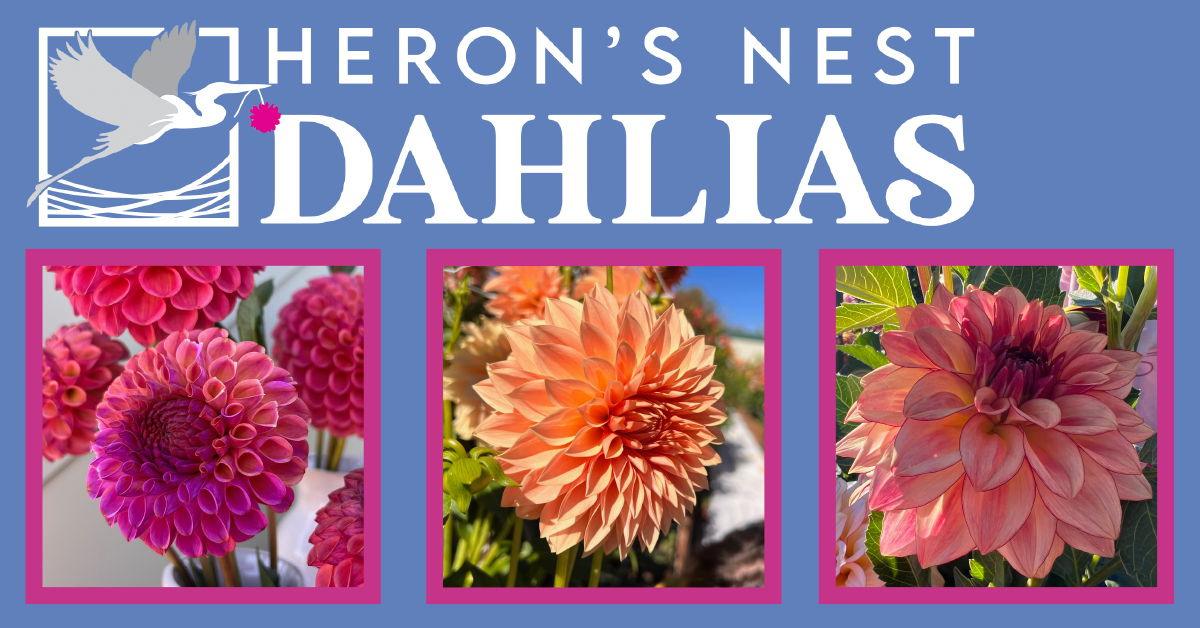 Dot Com Dahlia - POT TUBER – Heron's Nest Dahlias