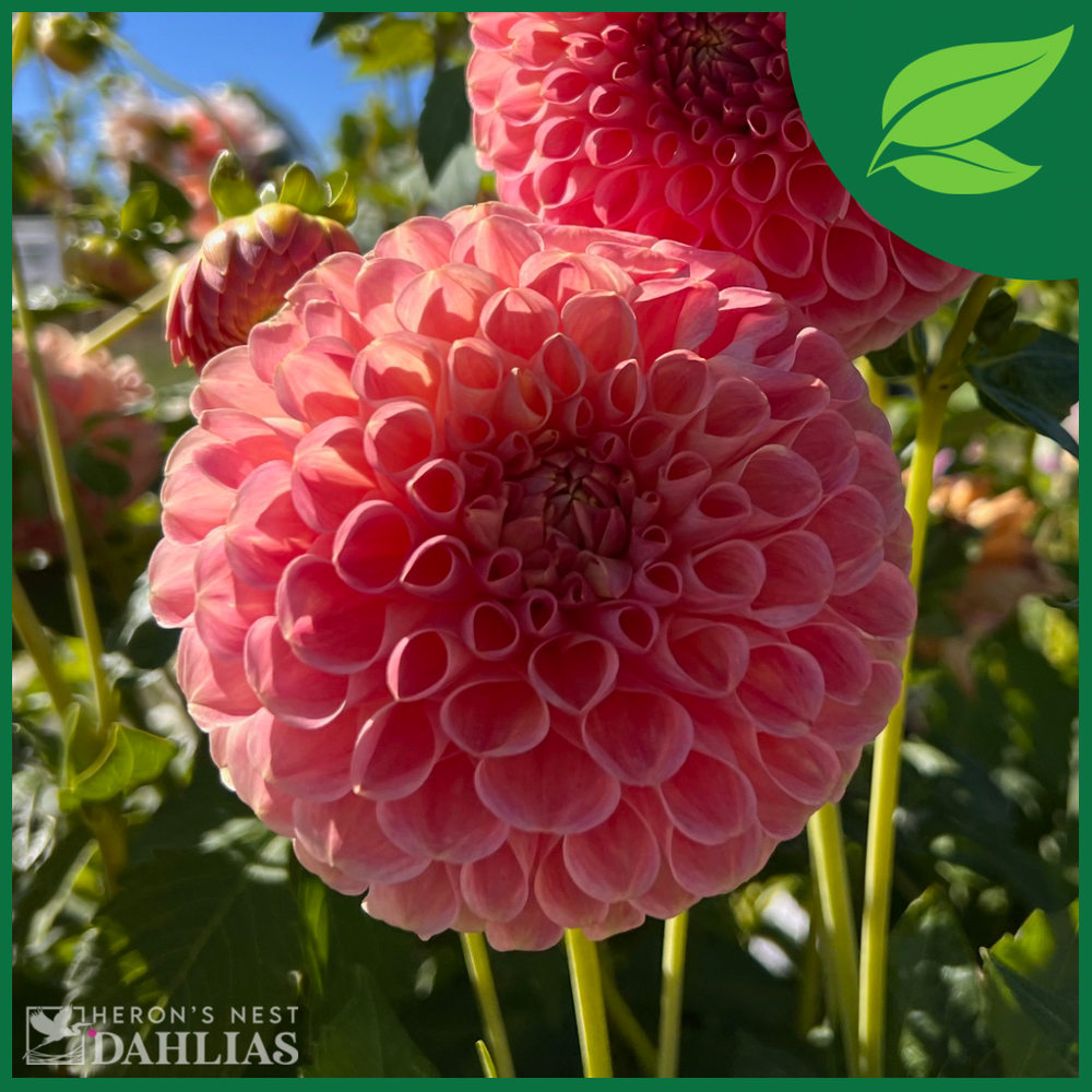 Clearview Peachy - POT TUBER