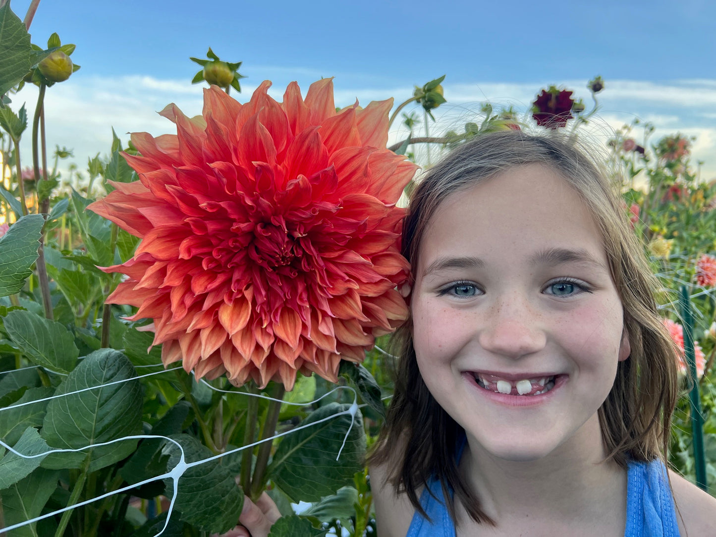 
                  
                    Croydon Masterpiece - Rooted Cutting
                  
                