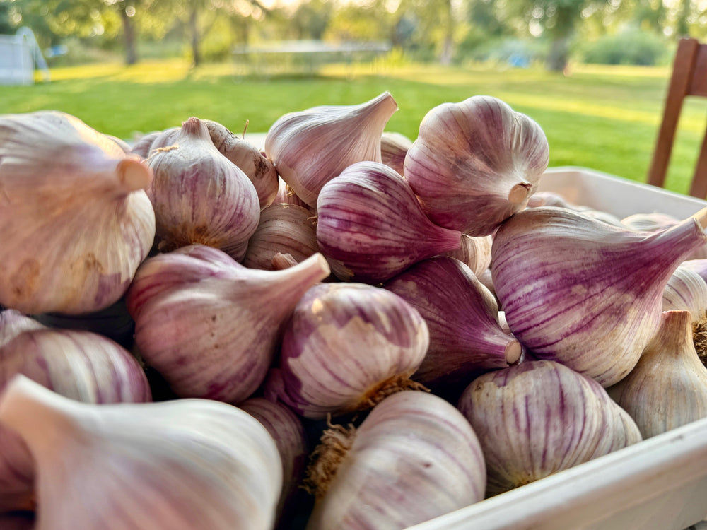 Chesnok Red Garlic - 1/2 lb.