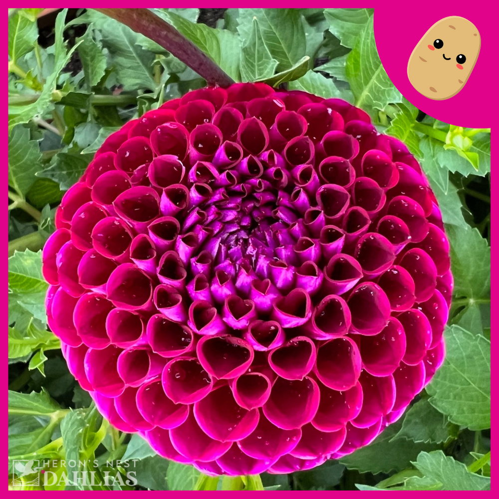 Ivanetti Dahlia - Tuber