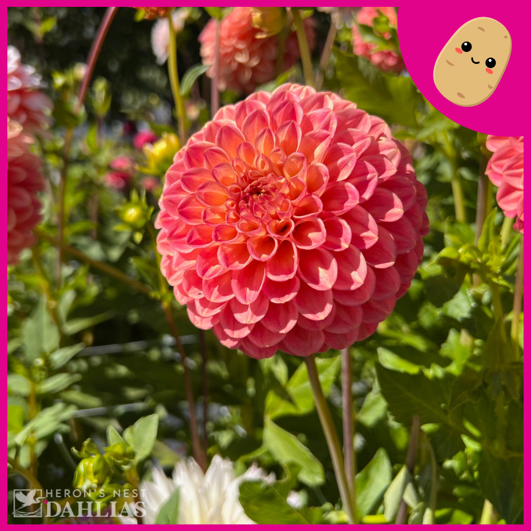 Snoho Doris - Tuber – Heron's Nest Dahlias