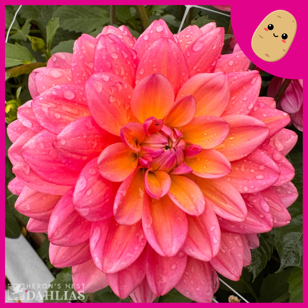 great-silence-tuber-heron-s-nest-dahlias