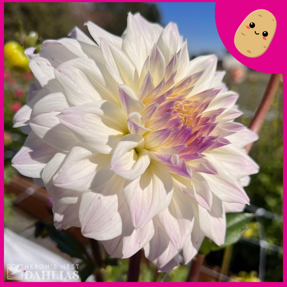 Who Me? - Tuber – Heron's Nest Dahlias