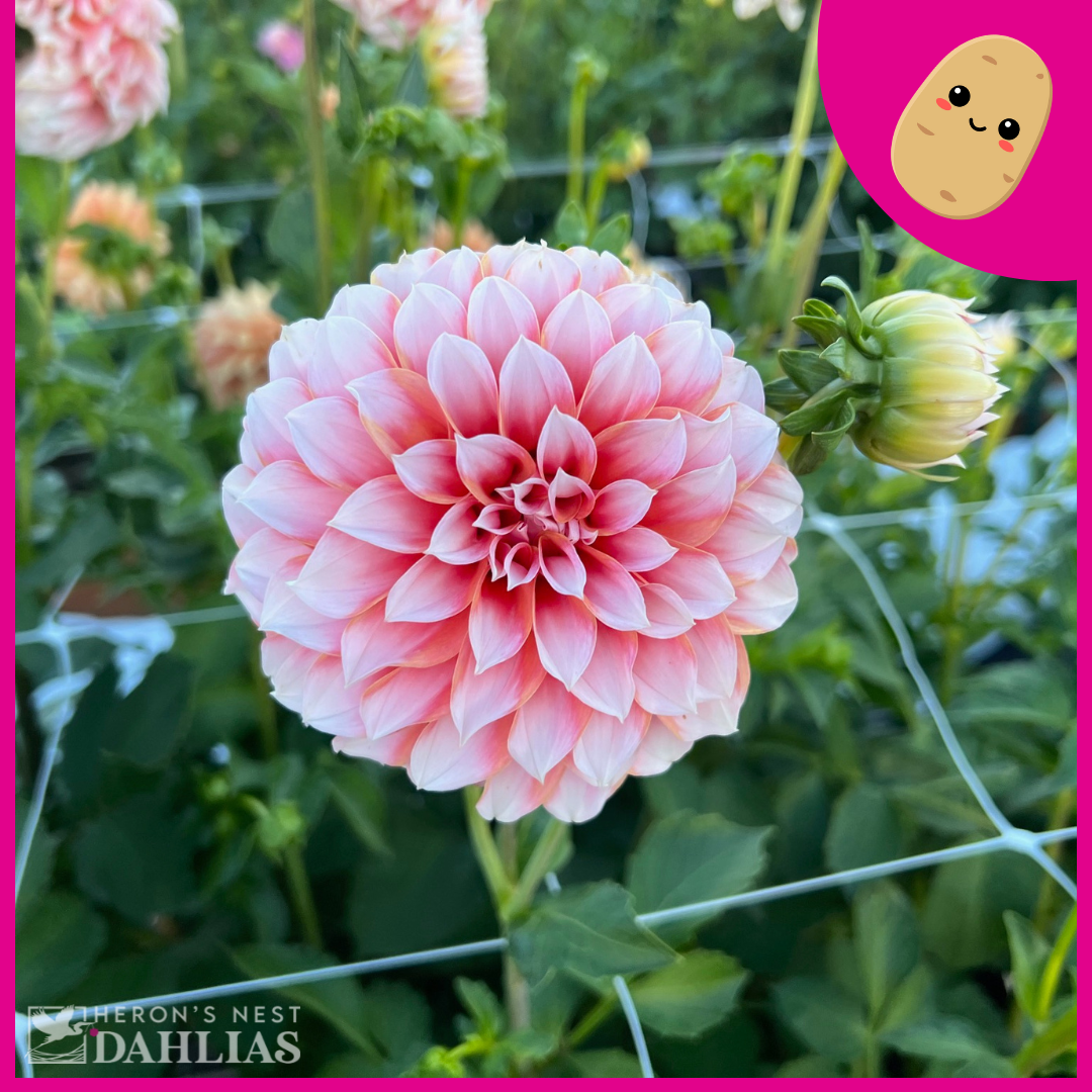 Peaches N Cream Tuber Heron's Nest Dahlias