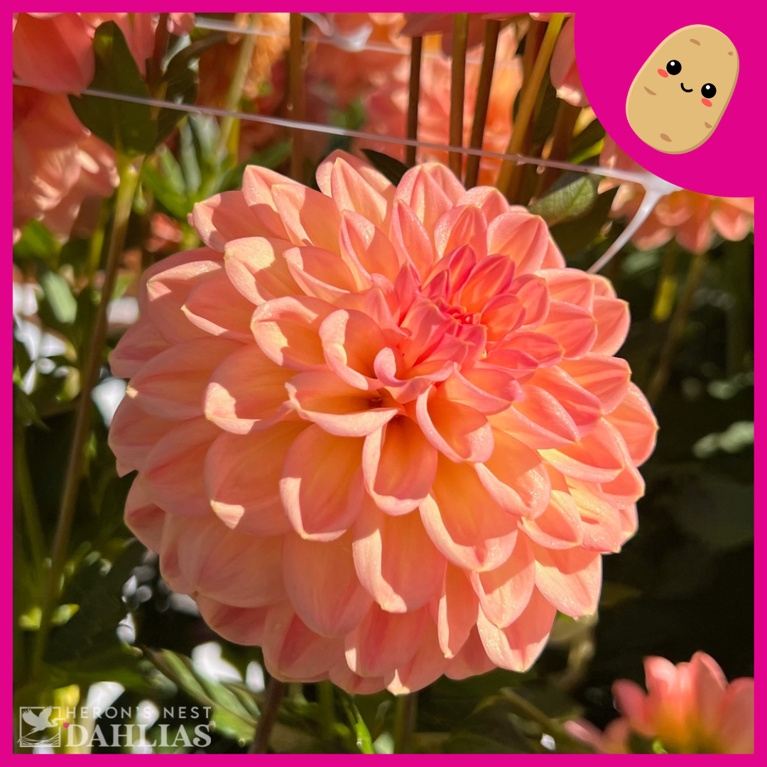 
                  
                    Lark's Ebbe Dahlia - POT TUBER
                  
                