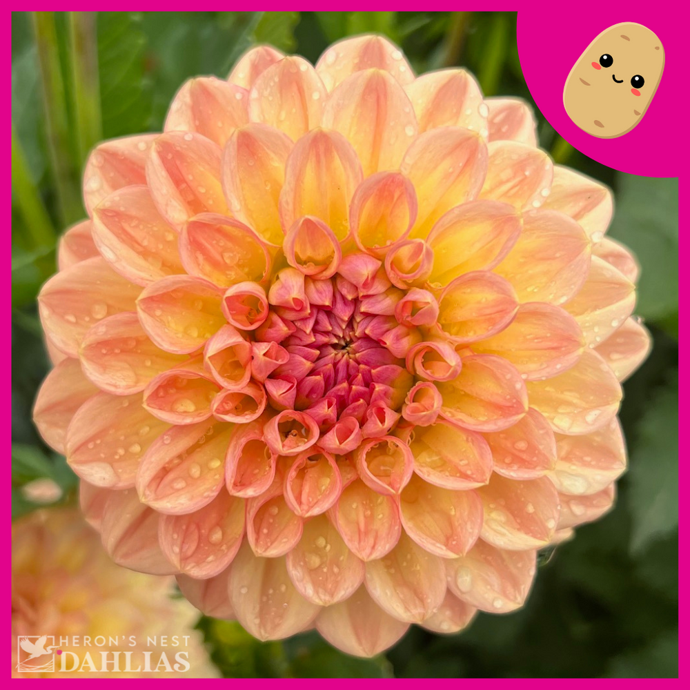 Lark's Ebbe Dahlia - POT TUBER