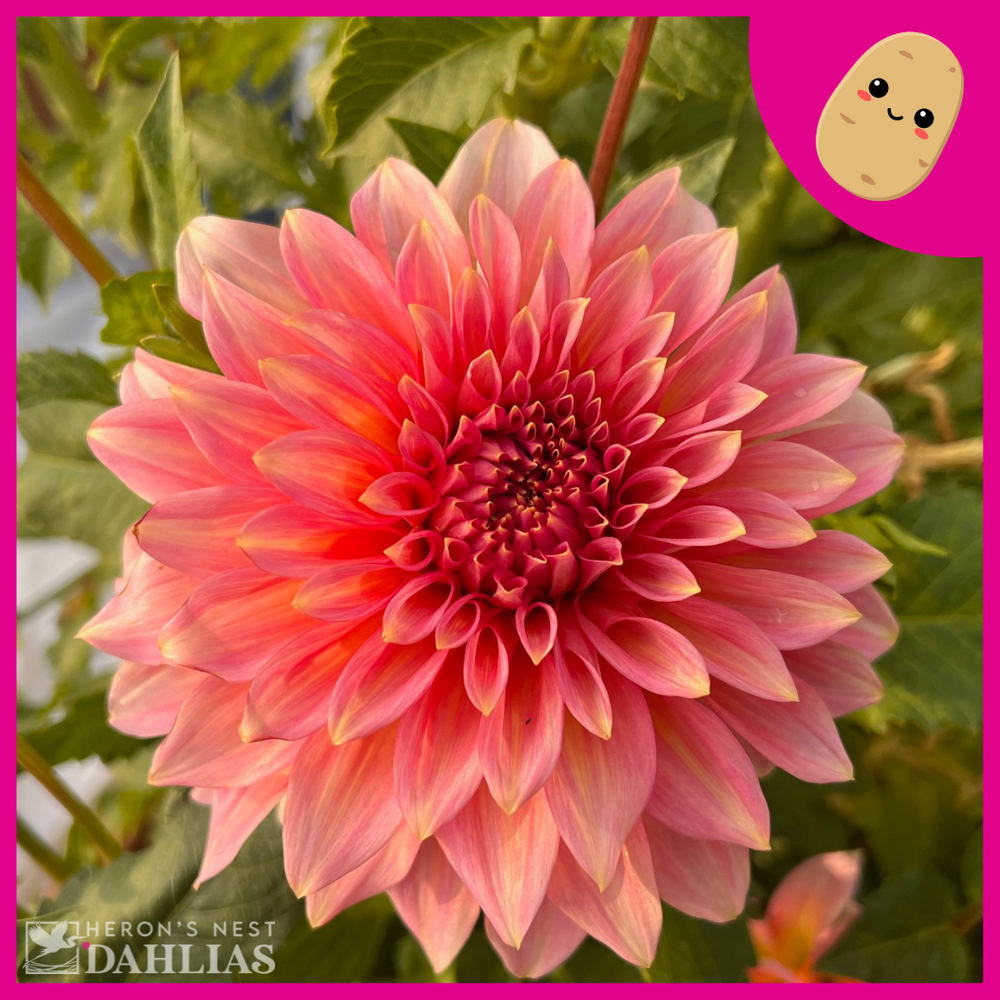 Kenora Lisa - POT TUBER